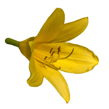 yellow lily flower on white