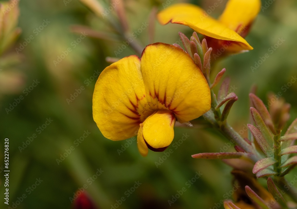 Wall mural Vibrant yellow flowers growing in a lush green field