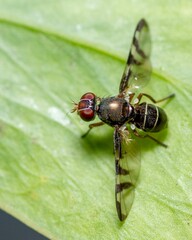 Euxesta insect on a vibrant green leaf