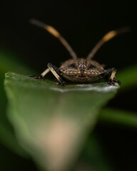 Small insect on a bright green leaf against a dark background