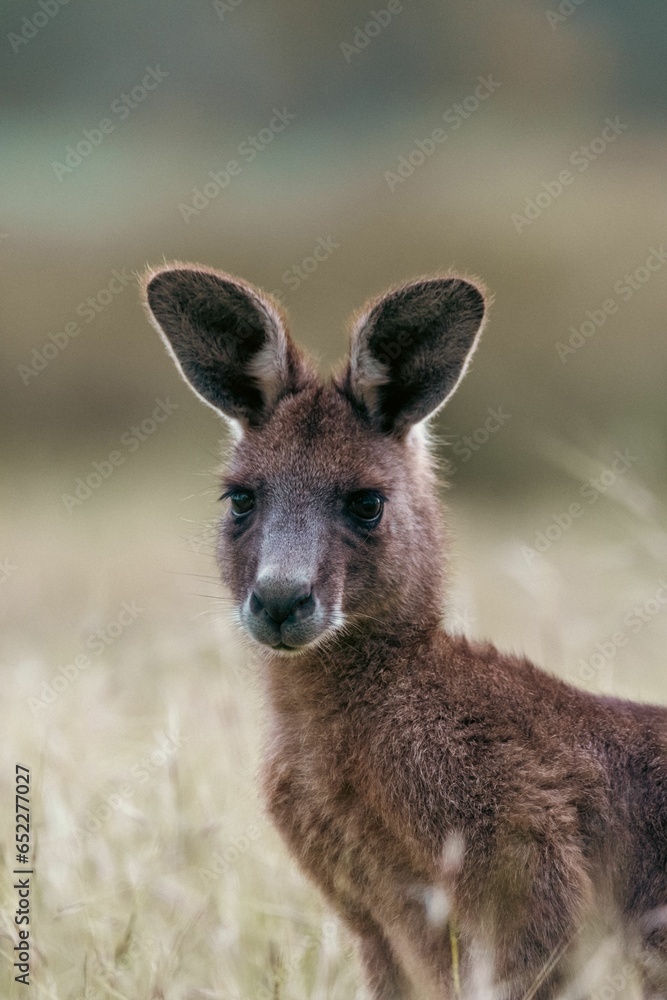 Poster closeup of a kangaroo in a grassy field in its natural setting