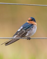 Close-up shot of  solitary Barn swallow bird perched atop a wire fence