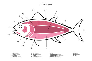 Tuna Cuts line diagram. Parts of tuna. Japanese style