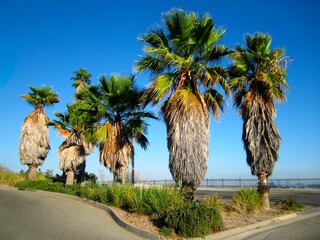 Tall palm trees standing on a curved road leading to a beach near the ocean