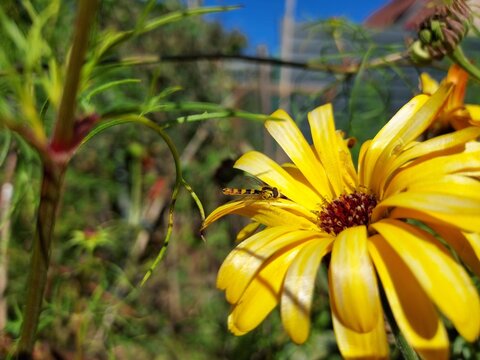 syrphe sur p&eacute;tale de souci dans le jardin