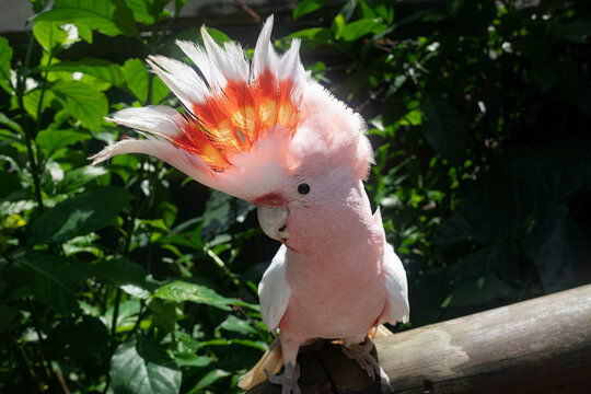 An Australian pink Major Mitchell cockatoo on a railing.