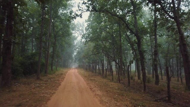 View from a 4x4 of one of the most beautiful Indian national parks. The classic Indian safari to discover tigers and other endangered species.