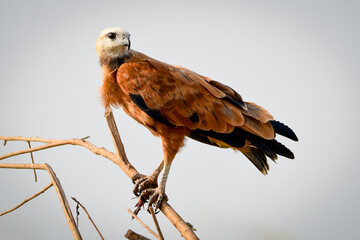 Black-collared Hawk (Busarellus nigricollis)