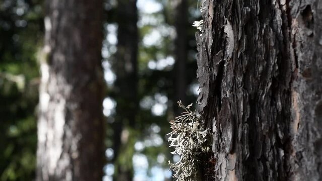 lichens on trunk 