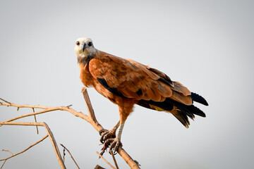 Black-collared Hawk (Busarellus nigricollis)