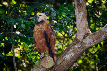 Black-collared Hawk (Busarellus nigricollis)