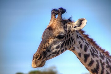 Giraffe with its head facing the camera