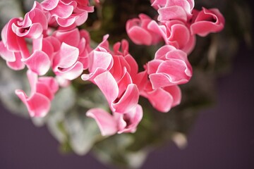 close up of pink cyclamen flower - obrazy, fototapety, plakaty