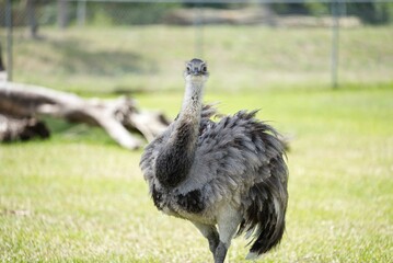 American greater rhea bird walking on the green grass in its enclosure at the zoo on a sunny day