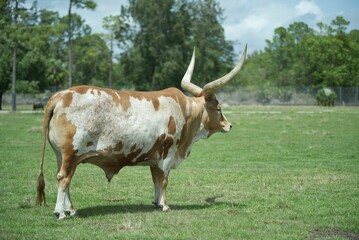 Adult Texas Longhorn bull standing on the green grass in a field on a sunny day
