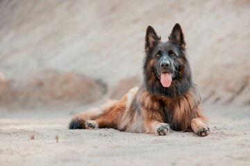 Beautiful big German Shepherd dog lying on the ground