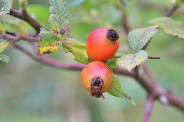 Closeup shot of Rose hip plant on a tree on a blurred background