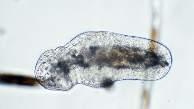 flatworms, Planaria are flatworms in the phylum Platyhelminthes, microscopy, Monza, Italy