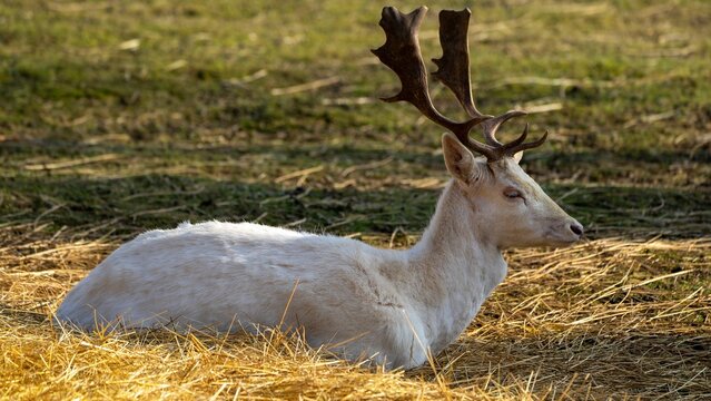 White-tailed deer is resting in a grassy meadow on a sunny day