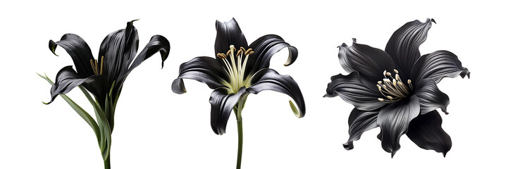 Black lily, transparent background, isolated image, generative AI
