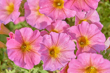 Close-up pink-yellow flowers of Petunia