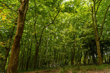 Fototapeta na wymiar Woods of Rainha D. Leonor , in Caldas da Rainha - Portugal, borders the Parque D. Carlos I and is characterized by its biodiversity and beauty