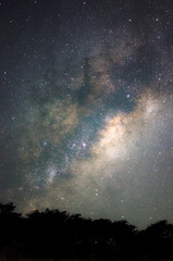Vertical shot of silhouetted trees under sky stas with vesta night scene