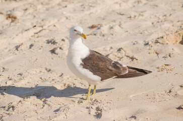 Closeup portrait of a lesser black-backed gull standing on the sand on a sunny day