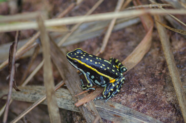 Closeup shot of a black frog with yellow stains sitting among dry leave s