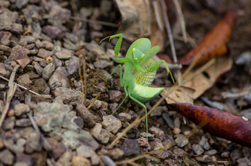 Macro shot of a mantis on the rocks
