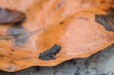 Tiny black frog sitting on a dry leaf