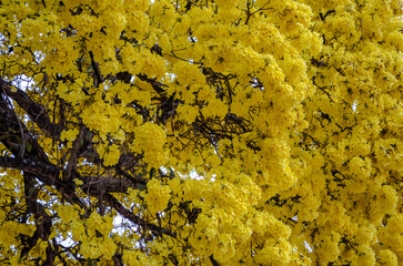 Closeup shot of a beautiful yellow ipe tree
