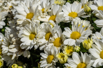Closeup shot of beautiful daisies in daylight