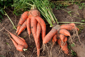 Curved curved carrots on the background of the ground. Crooked roots in carrots due to improper...