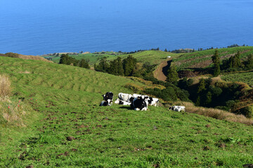 Herd of Cows Grazing in a Grass Pasture