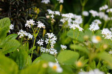 Closeup shot of woodruff flowers growing in a garden