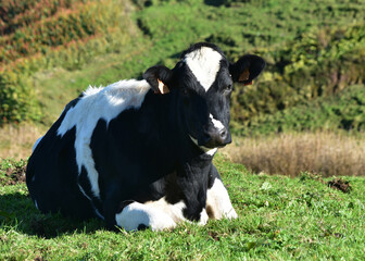 Beautiful Black and White Cow Resting in a Pasture