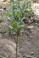 Vertical view of a growing Tea plant planted in a row at a Tea plantation