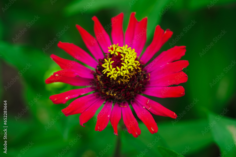 Poster Selective focus of a pink Helenium flower blooming in the garden on a green grass background