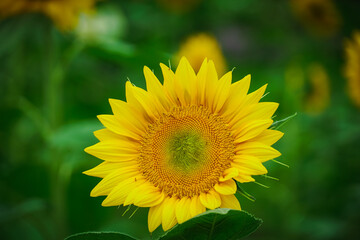 Selective focus of a sunflower growing in a field