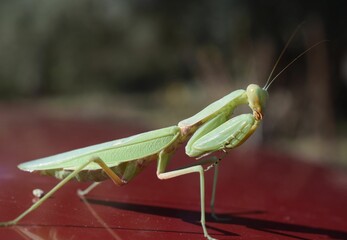 Closeup of a European mantis on a red surface