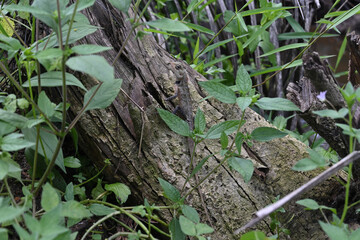 On the surface of a fallen tree trunk, a staring oriental garden lizard