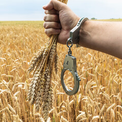 The hand of a man in handcuffs holding plucked ears of wheat, the concept of punishment for crop theft