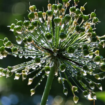 Macro shot of a green Allium karataviense with water drops on a sunny day