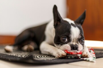 Closeup of a French bulldog playing with a toy, lying on a rug
