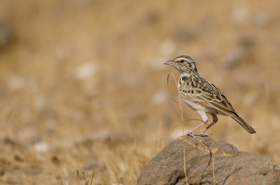 Shallow focus of Singing bush lark perched on a stone