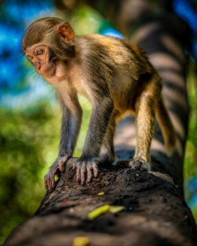Close-up image of a monkey on a branch in a lush tropical jungle setting