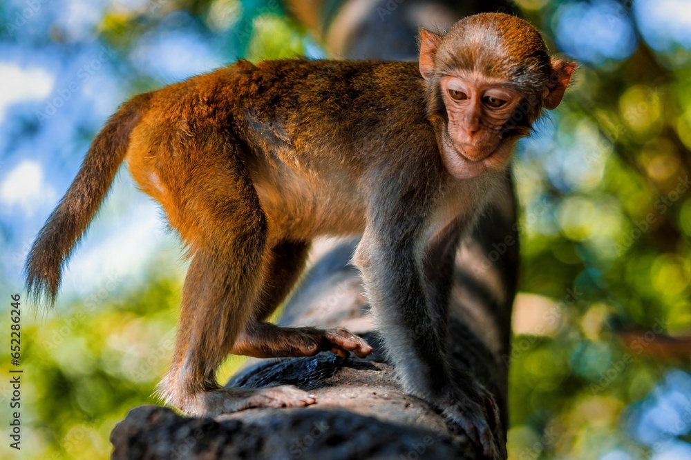 Poster close-up image of a monkey on a branch in a lush tropical jungle setting