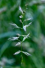 close up of grass