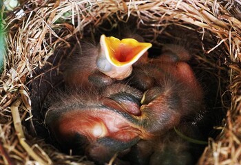 Naklejka na ściany i meble Closeup of an adorable baby bird nestled in a nest on a sunny day